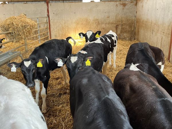 Purebred Holstein friesian calves