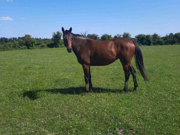 3 year old casamento filly