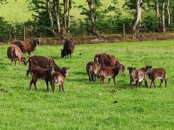 Soay sheep for sale