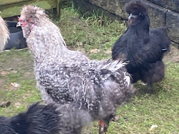 Silkie Rooster free and pairs 40€