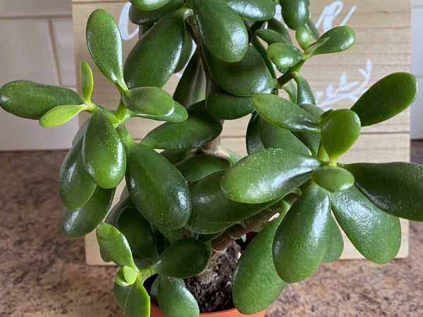 Succulent For Sale | Crassula Ovata ( Jade Plant )