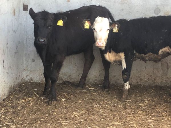 3 Weanlings heifers for sale