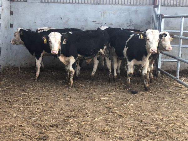 7 Hereford bull Weanlings for sale @€555