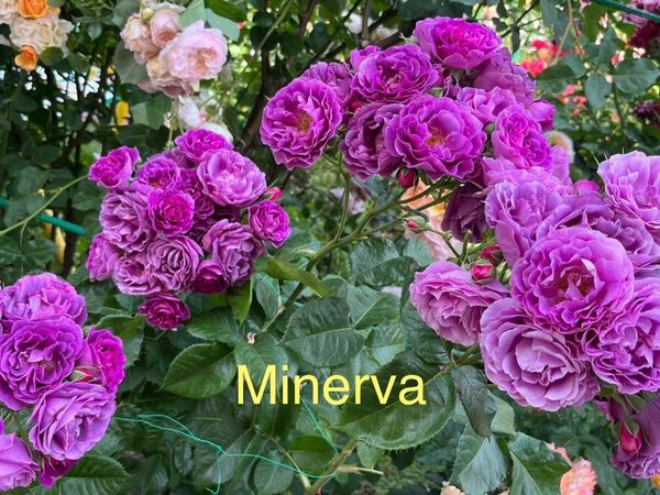 Minerva roses for sale