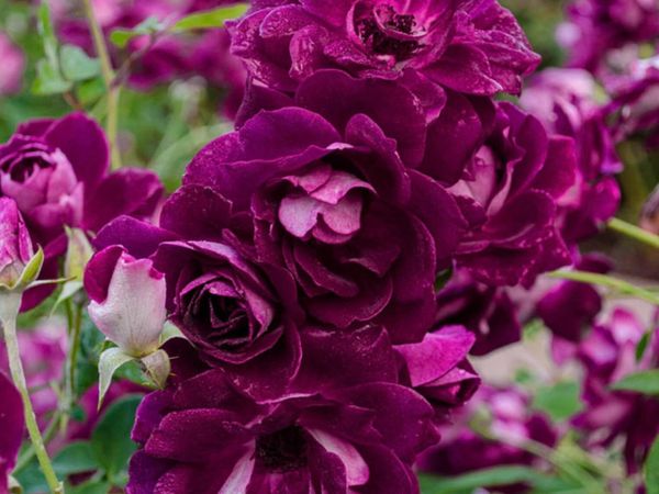 Burgundy Ice Rose Plants