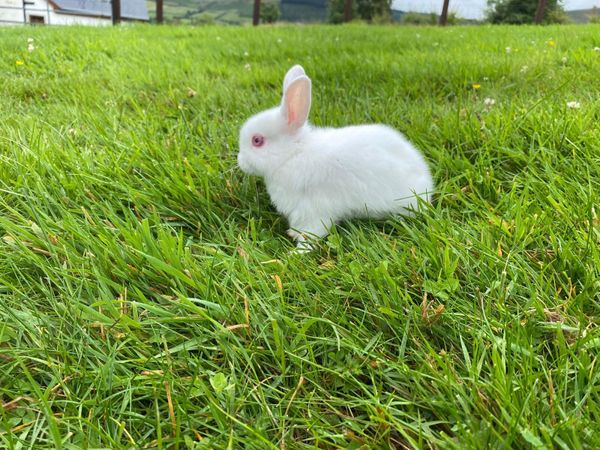 rabbits | 188 Animals Ads For Sale in Ireland | DoneDeal