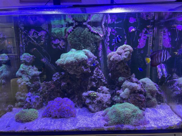 Marine fish shop tank for sale