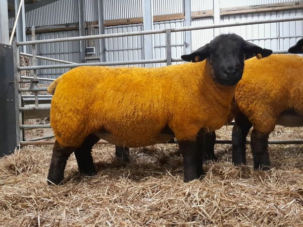 nmd uk 7 5 1 Sheep Ad For Sale in Ireland DoneDeal