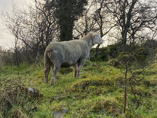 Sheep bike deals