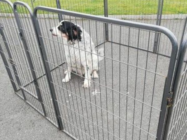 free dog kennel 54 All Sections Ads For Sale in Ireland DoneDeal