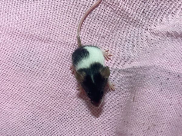 Female mice for sale cheap
