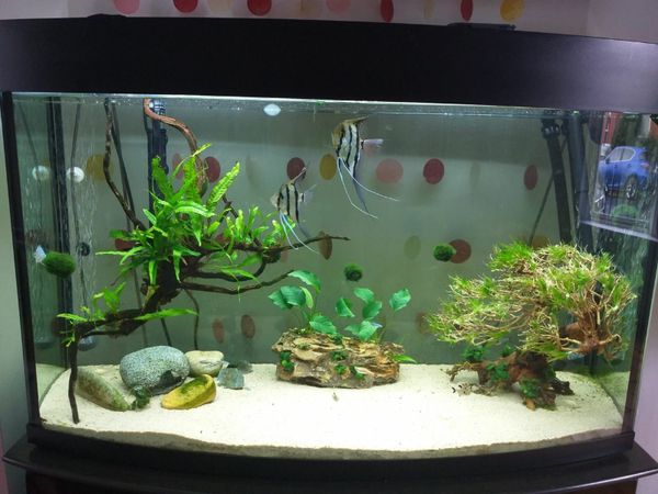 250 litre fish outlet tank