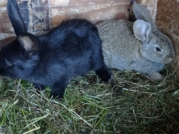 Flemish giant rabbit sales for sale