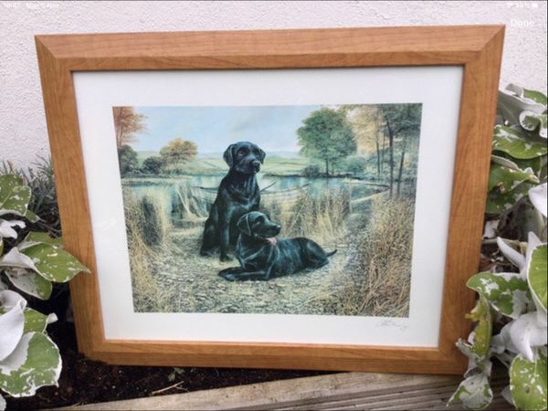 Labradors for store sale done deal