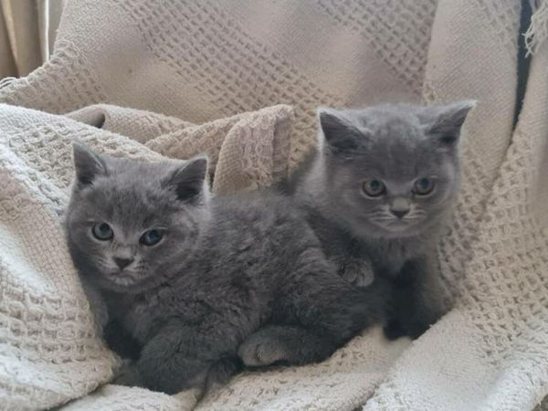 Henry the british sales shorthair