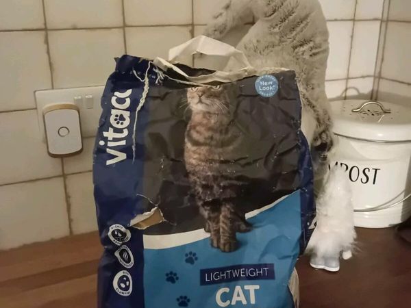 Aldi lightweight best sale cat litter