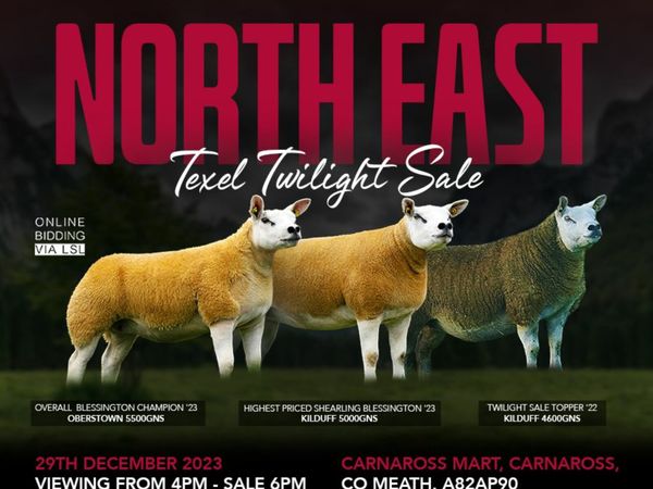 l200 canopy for sale ireland 11 Sheep Ads For Sale in Ireland