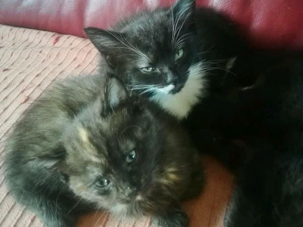 Sheepdogs for sale done deal hot sale