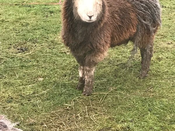 Sheepdogs for sale done hot sale deal