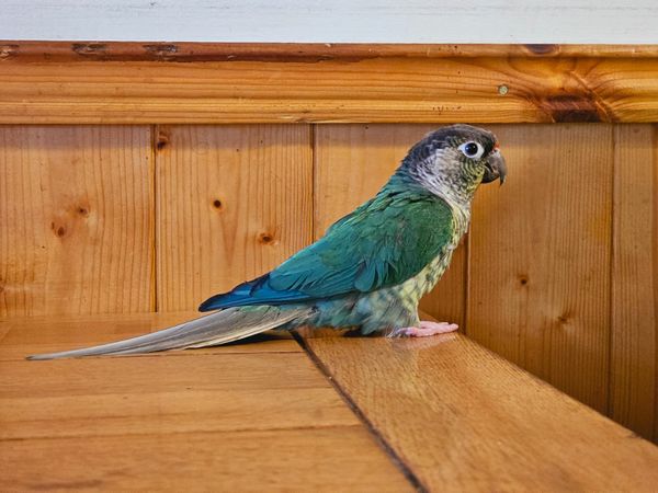 Turquoise parakeet for store sale