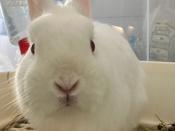 Where can i get rabbits best sale near me