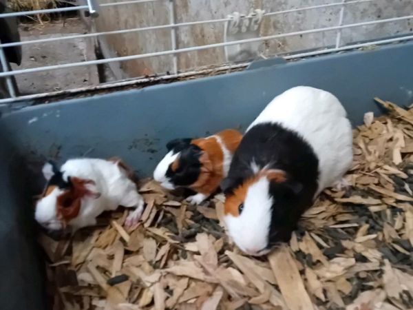 Guinea pig cages done hot sale deal