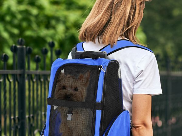 Diy 2024 dog backpack