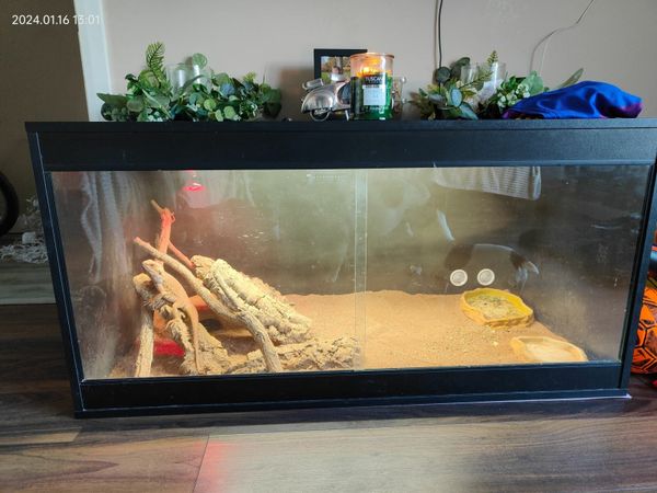 Bearded dragon on sale enclosure for sale