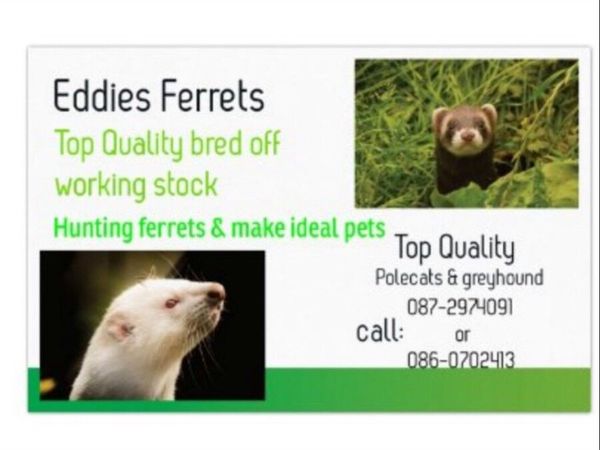 Greyhound ferrets 2024 for sale