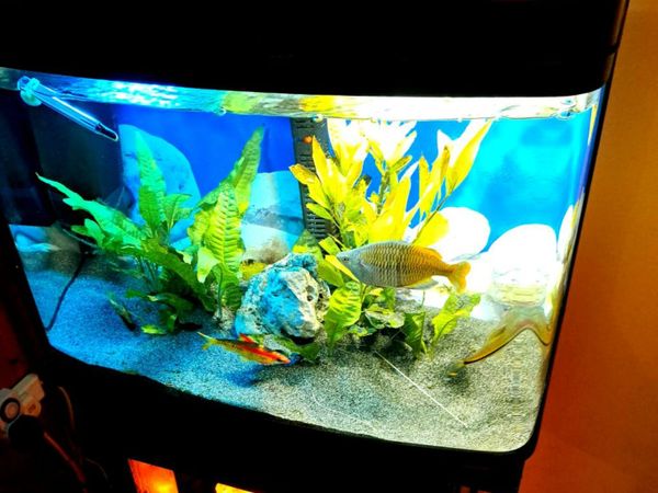 Automatic fish hot sale feeder ireland