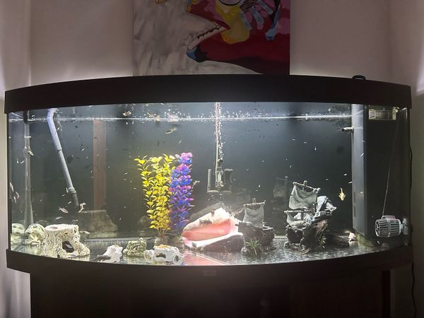 500l fish tank sale