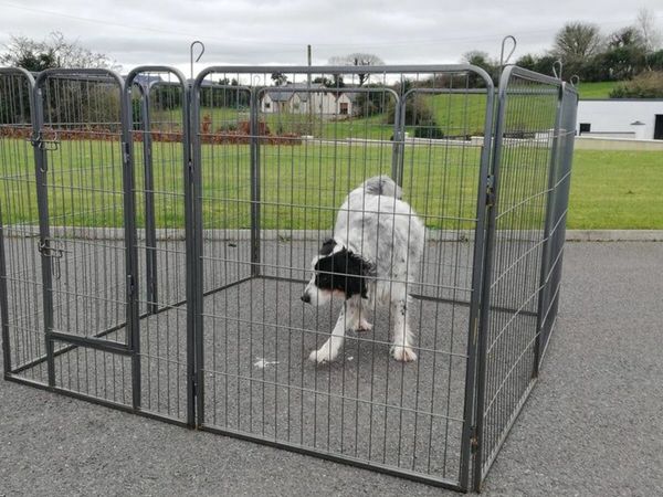 Dog kennels best sale done deal