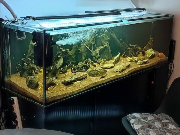 300 litre fish outlet tank