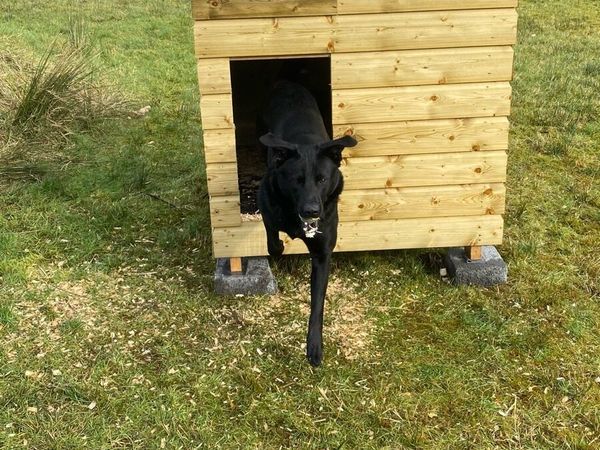 Dog flaps cheap ireland