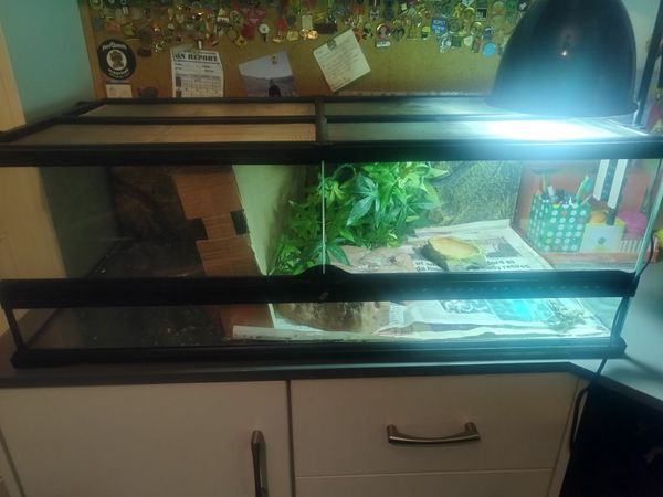 Huge bearded cheap dragon enclosure