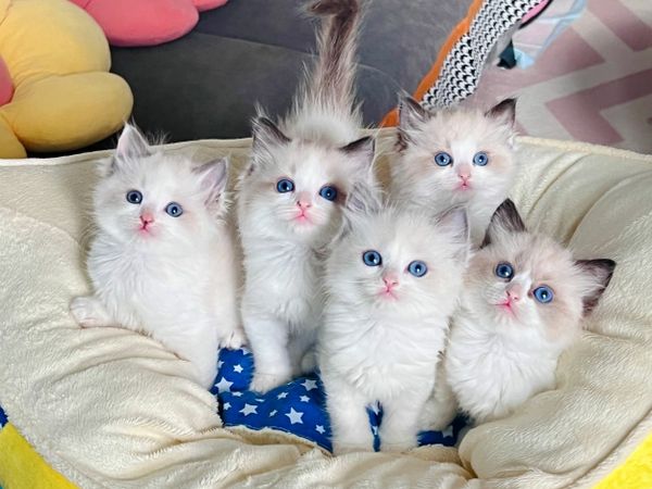 Long haired ragdoll kittens best sale for sale