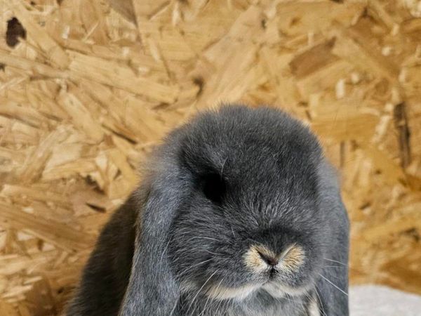 baby mini lop rabbits