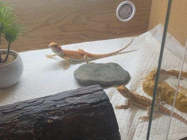 bearded dragon terrarium