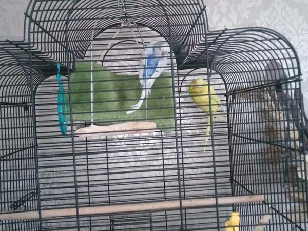 Birds Ads For Sale in Ireland DoneDeal