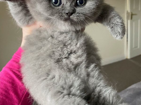 Done deal 2024 british shorthair