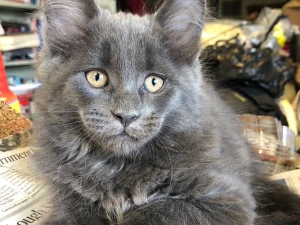 Grey kittens for hot sale sale near me