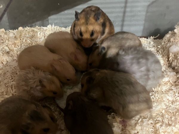 Syrian sales hamster price