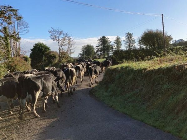 Relief milker for sale in Co. Cork for €1 on DoneDeal
