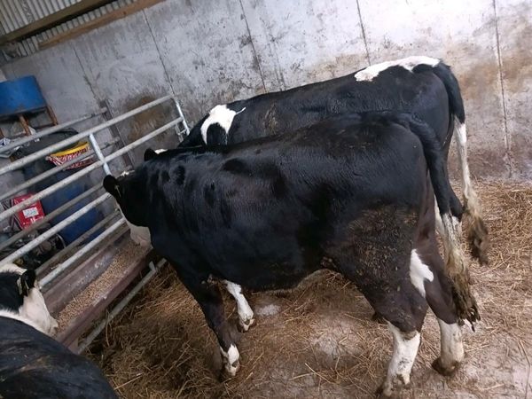 Hereford heifers for sale in Co. Clare for €820 on DoneDeal