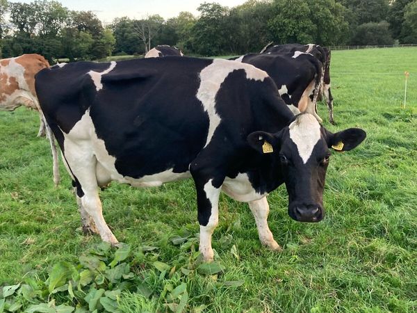 Empty milking cows for sale in Co. Cork for €0 on DoneDeal