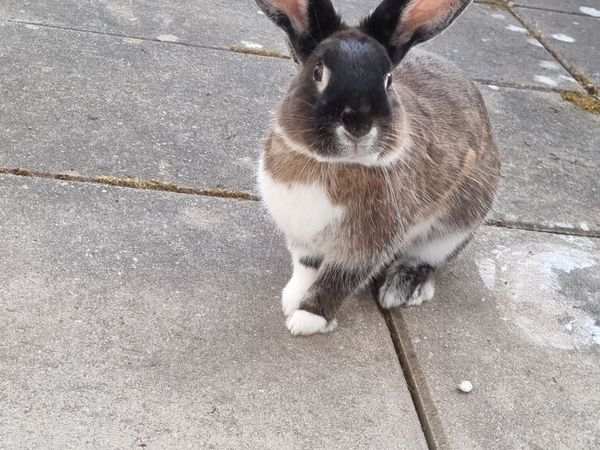 Rabbits looking for a forever home *FREE* for sale in Co. Carlow for €1 ...