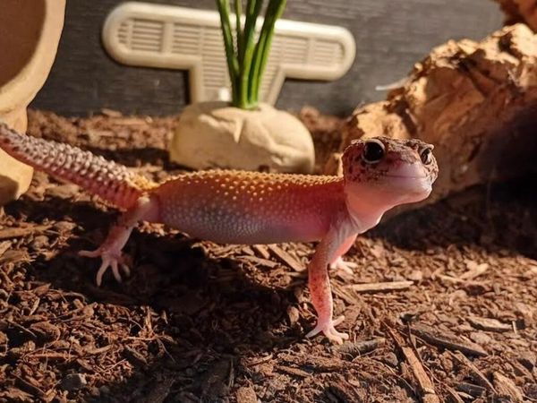 Leopard gecko enclosure for sale best sale