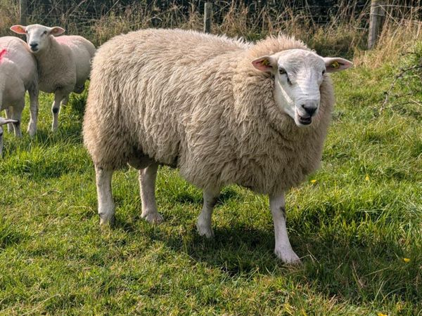 sheep-ads-for-sale-in-ireland-donedeal