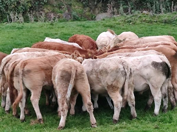 Beef Cattle Ads For Sale in Ireland | DoneDeal