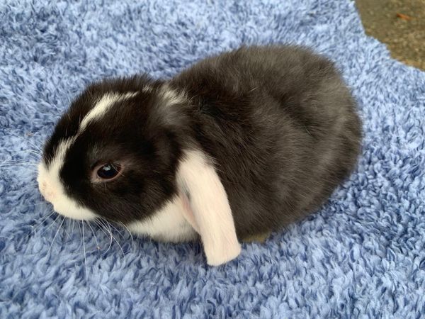 Mini lop cage best sale